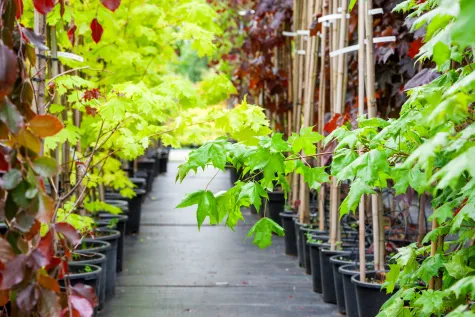 Plant Agent doo Beograd, Rasadnik