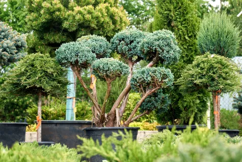 TRGOVINSKA RADNJA I UREĐENJE ZELENIH POVRŠINA EVA GARDEN KRAGUJEVAC, Rasadnik