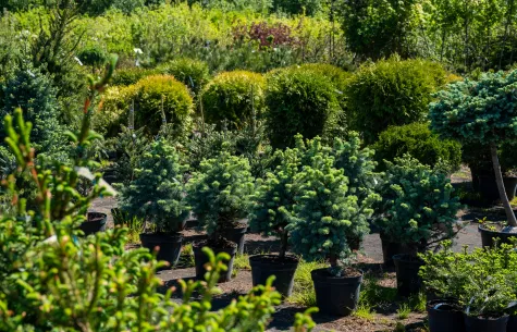 AKVALUKS GARDEN, Rasadnik